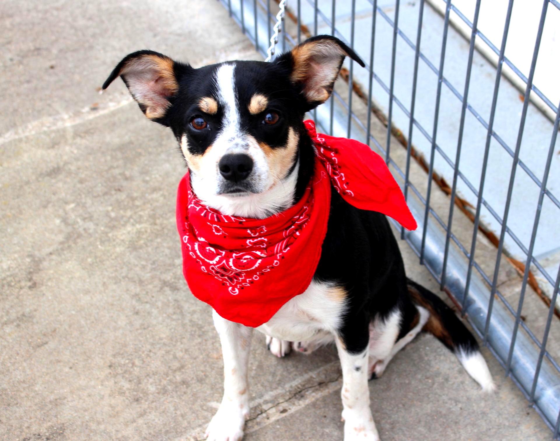 Enlarge Scout, an adopted mixed breed in Muldrow, OK image 2/6