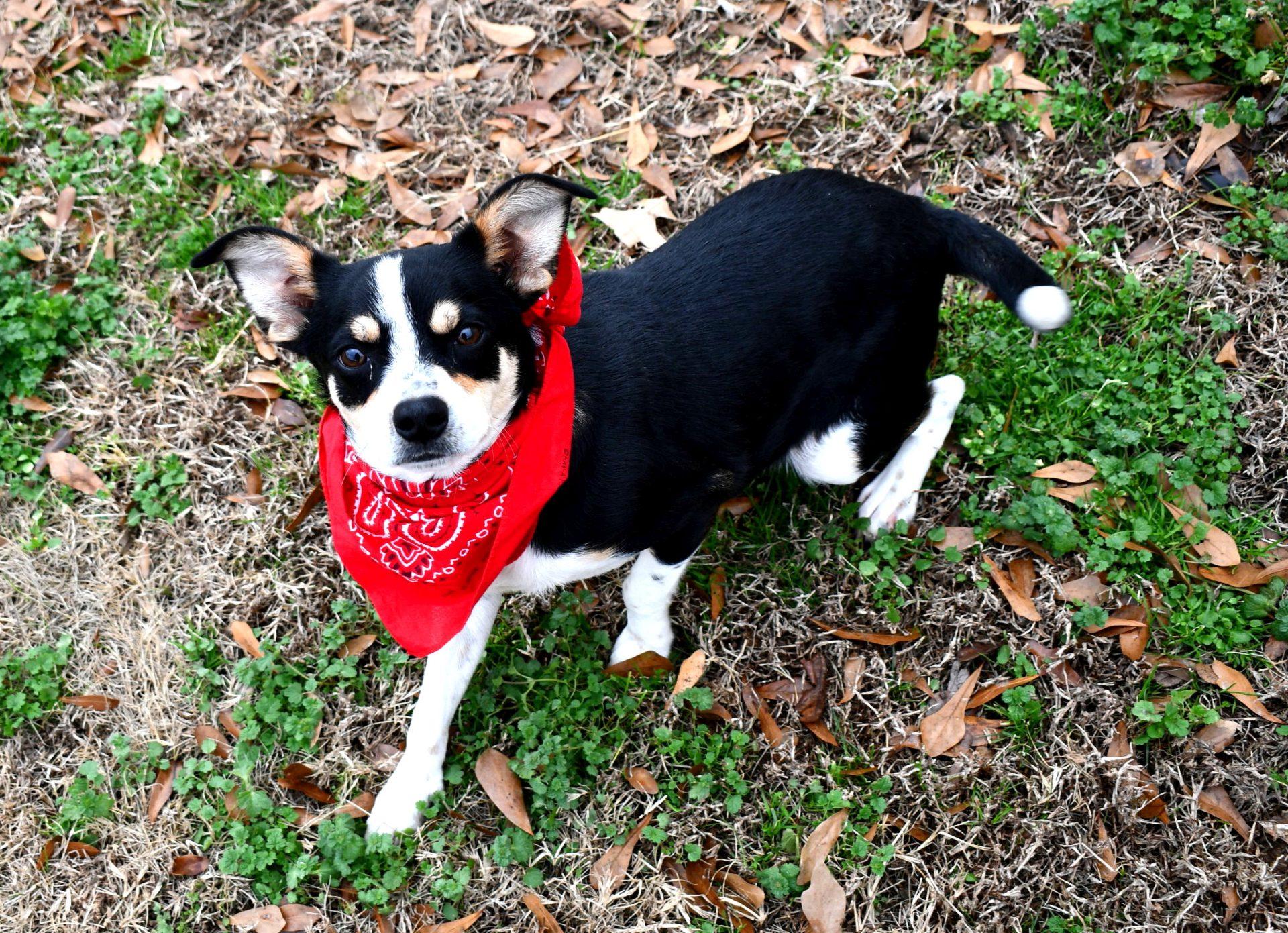 Enlarge Scout, an adopted mixed breed in Muldrow, OK image 6/6