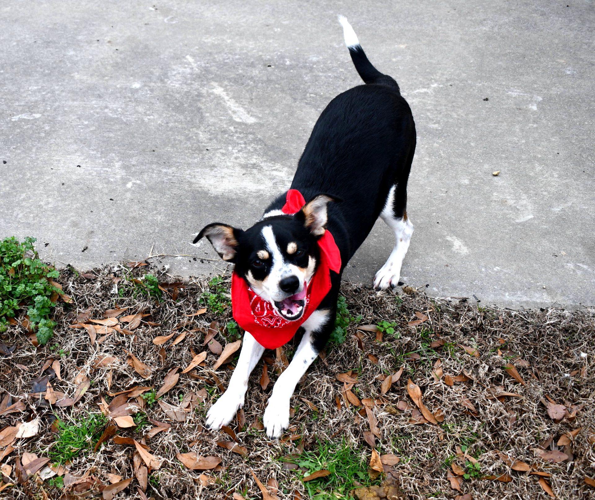 Enlarge Scout, an adopted mixed breed in Muldrow, OK image 3/6