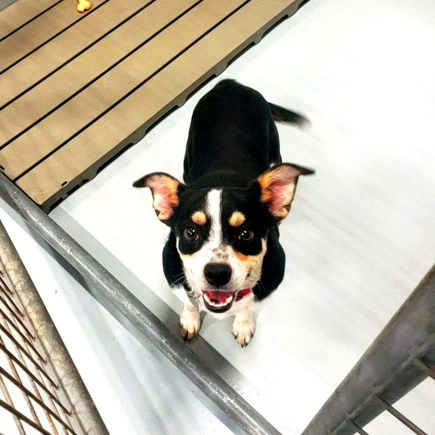 Scout, ADOPTABLE, Young Male Beagle & Rat Terrier.
