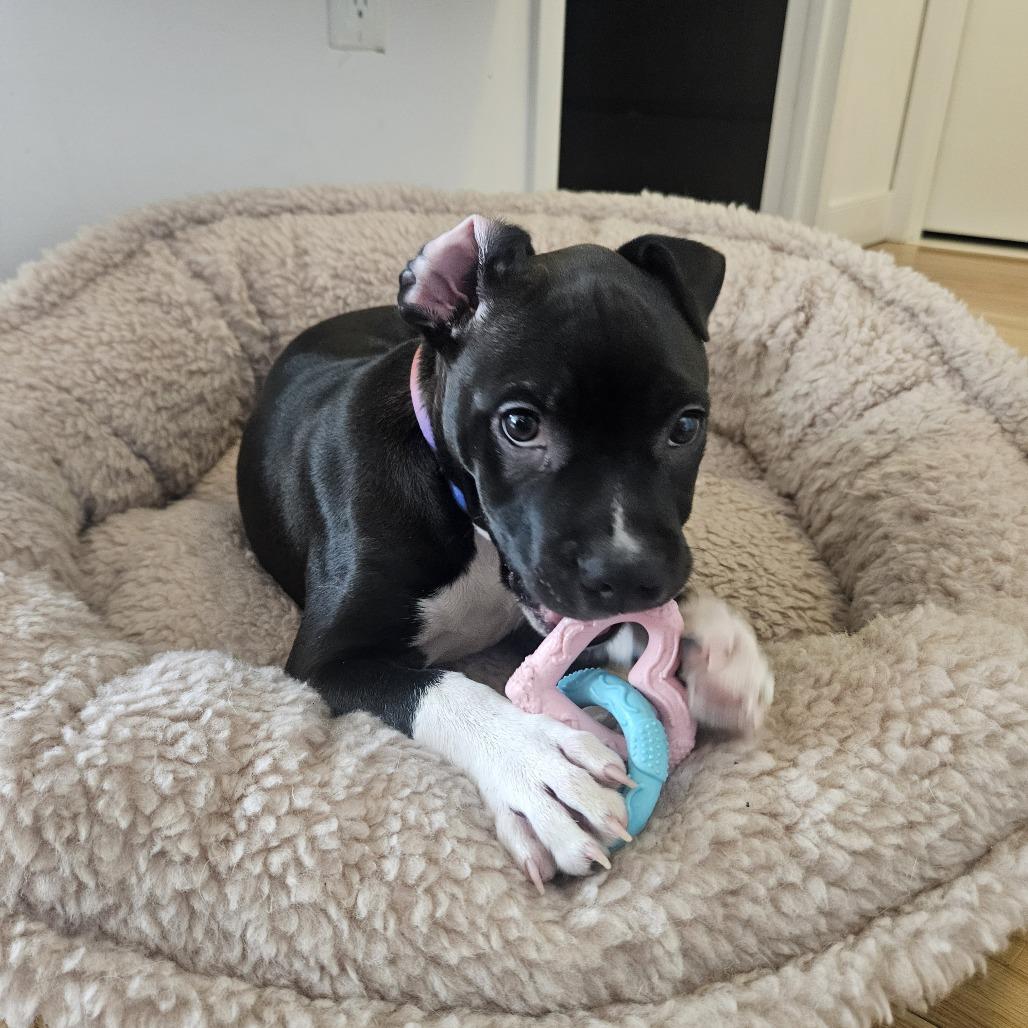 Sno Ball, Adoptable, Puppy Male Retriever.