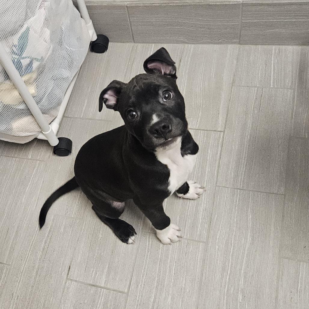 Enlarge Sno Ball, a Adoptable Retriever in Brooklyn, NY image 2/6