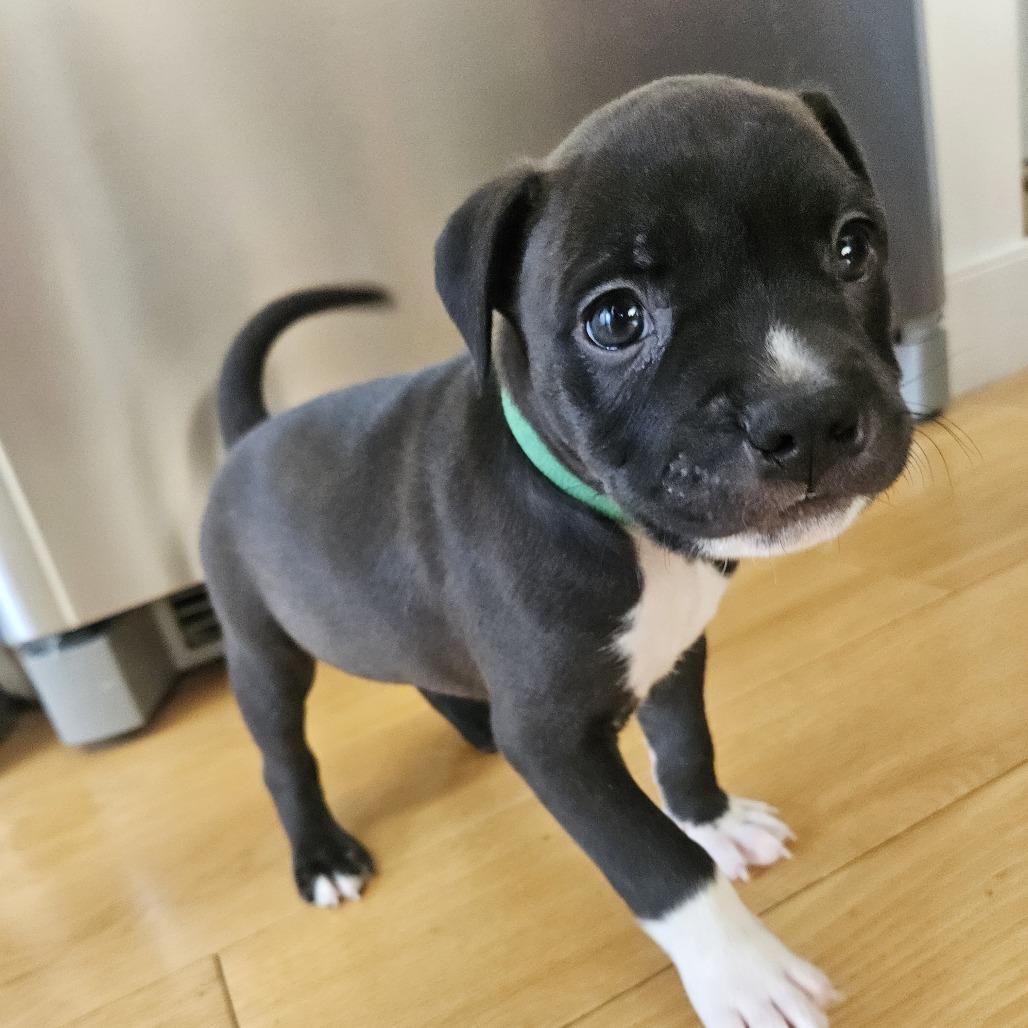Enlarge Sno Ball, a Adoptable Retriever in Brooklyn, NY image 3/6