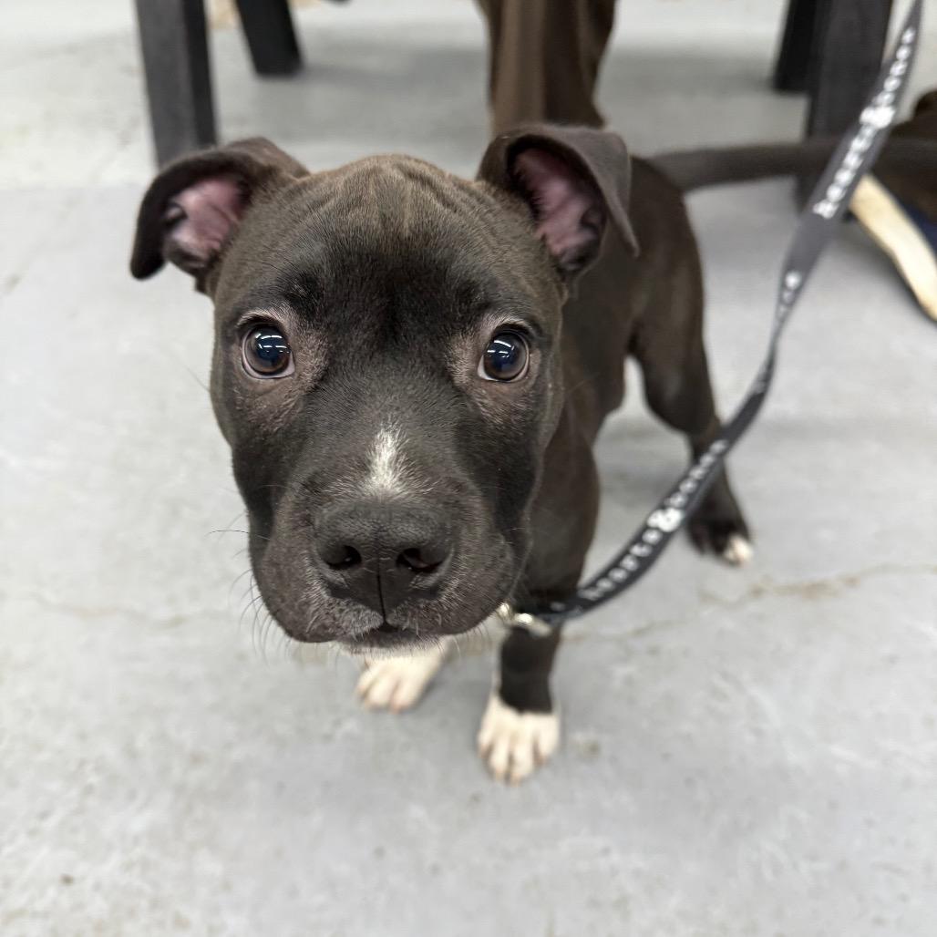 Enlarge Sno Ball, a Adoptable Retriever in Brooklyn, NY image 4/6