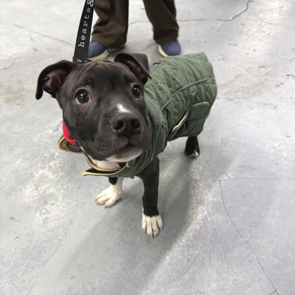 Enlarge Sno Ball, a Adoptable Retriever in Brooklyn, NY image 5/6