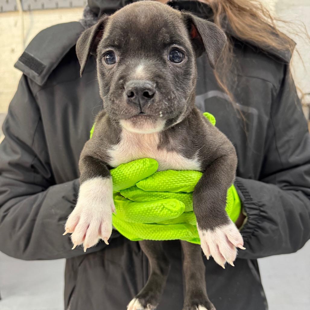 Enlarge Sno Ball, a Adoptable Retriever in Brooklyn, NY image 6/6