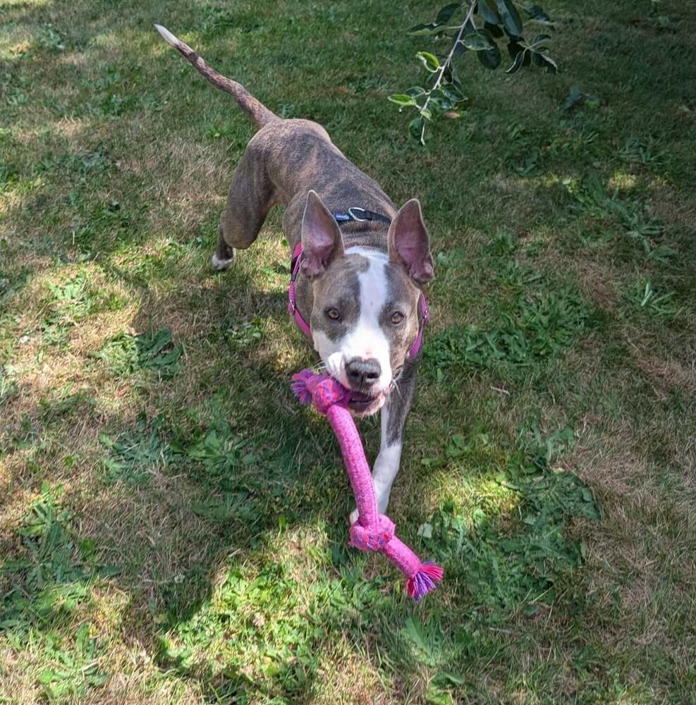 Opal - AVAILABLE, Adoptable, Adult Female Pit Bull Terrier.
