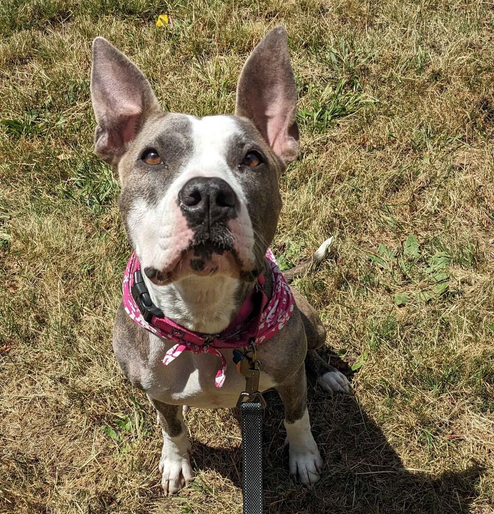 Enlarge Opal - AVAILABLE, a Adoptable Pit Bull Terrier in Seattle, WA image 2/6