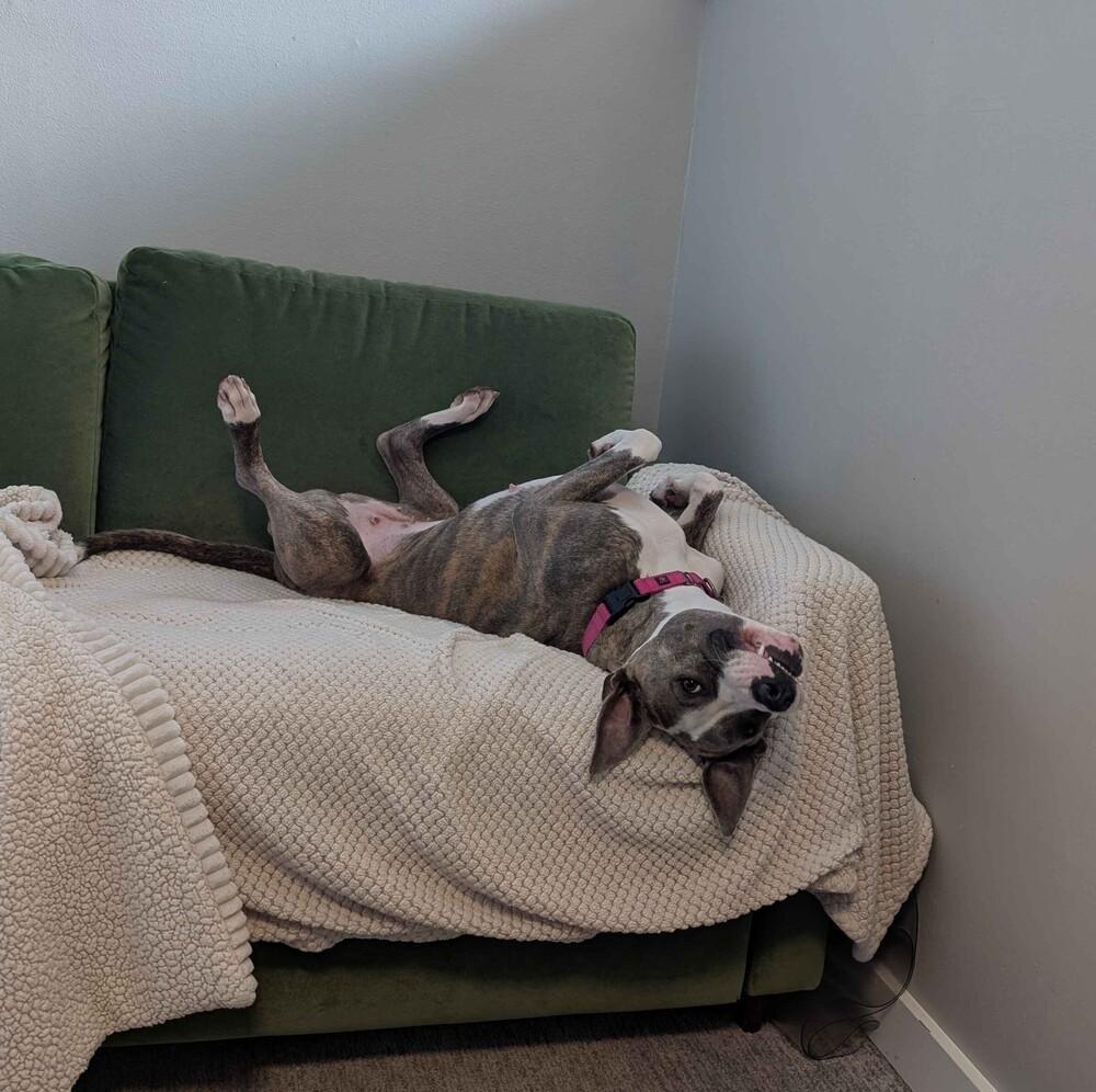 Enlarge Opal - AVAILABLE, a Adoptable Pit Bull Terrier in Seattle, WA image 3/6