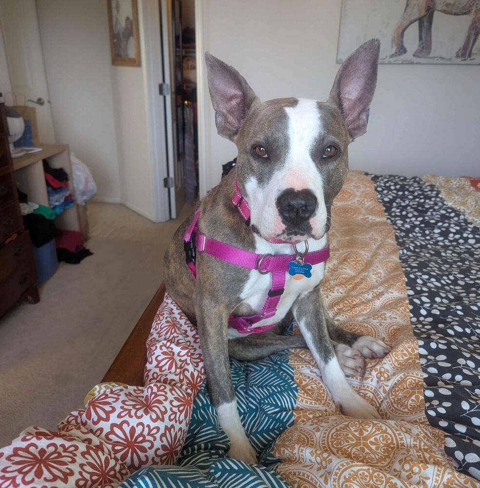 Enlarge Opal - AVAILABLE, a Adoptable Pit Bull Terrier in Seattle, WA image 5/6