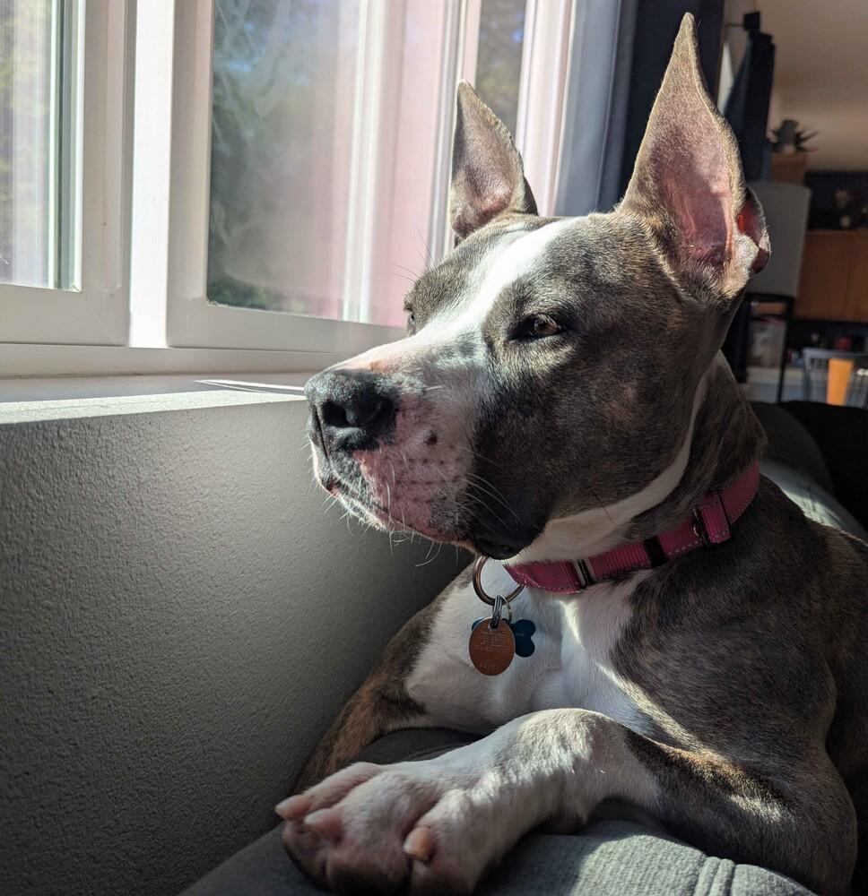 Enlarge Opal - AVAILABLE, a Adoptable Pit Bull Terrier in Seattle, WA image 6/6