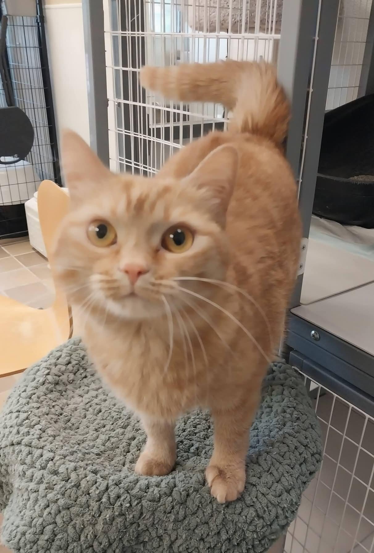 Enlarge Sunshine , an adopted Domestic Short Hair in Temple, PA image 2/2