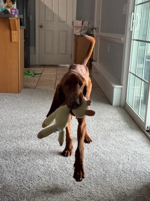 Enlarge Clifford, a ADOPTABLE Bloodhound in Cary, NC image 3/5
