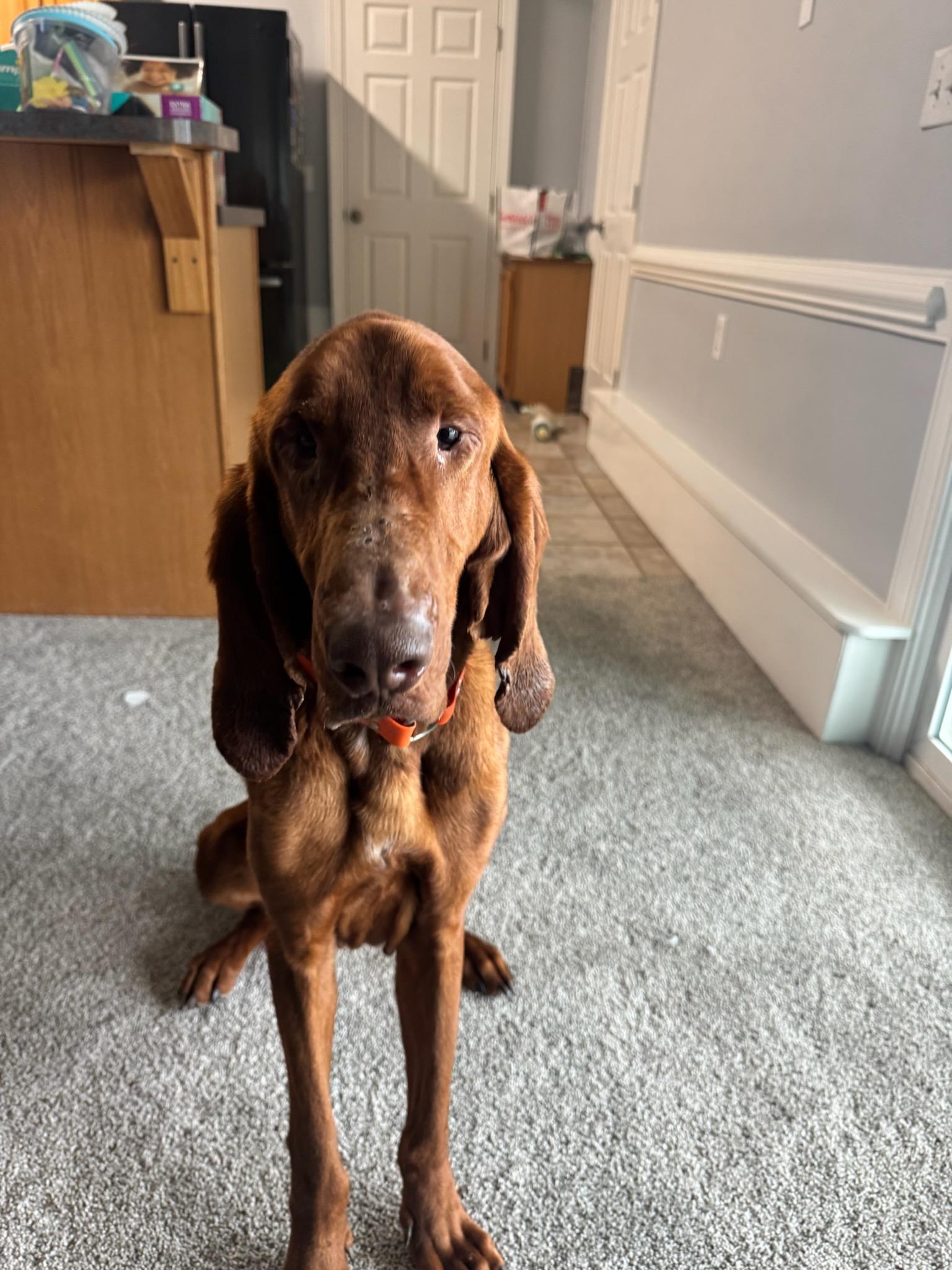 Enlarge Clifford, a ADOPTABLE Bloodhound in Cary, NC image 2/5