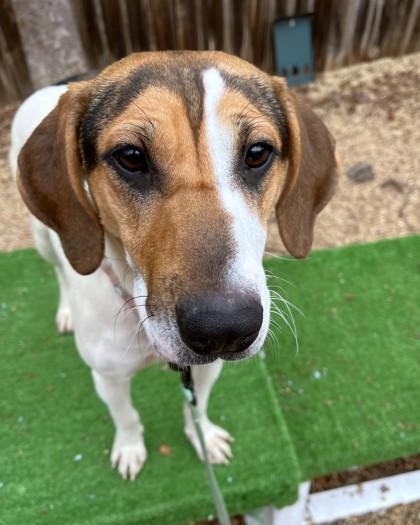 Enlarge Liv, a Adoptable mixed breed in Washington, DC image 2/3