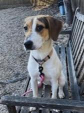 Enlarge Liv, a Adoptable mixed breed in Washington, DC image 3/3