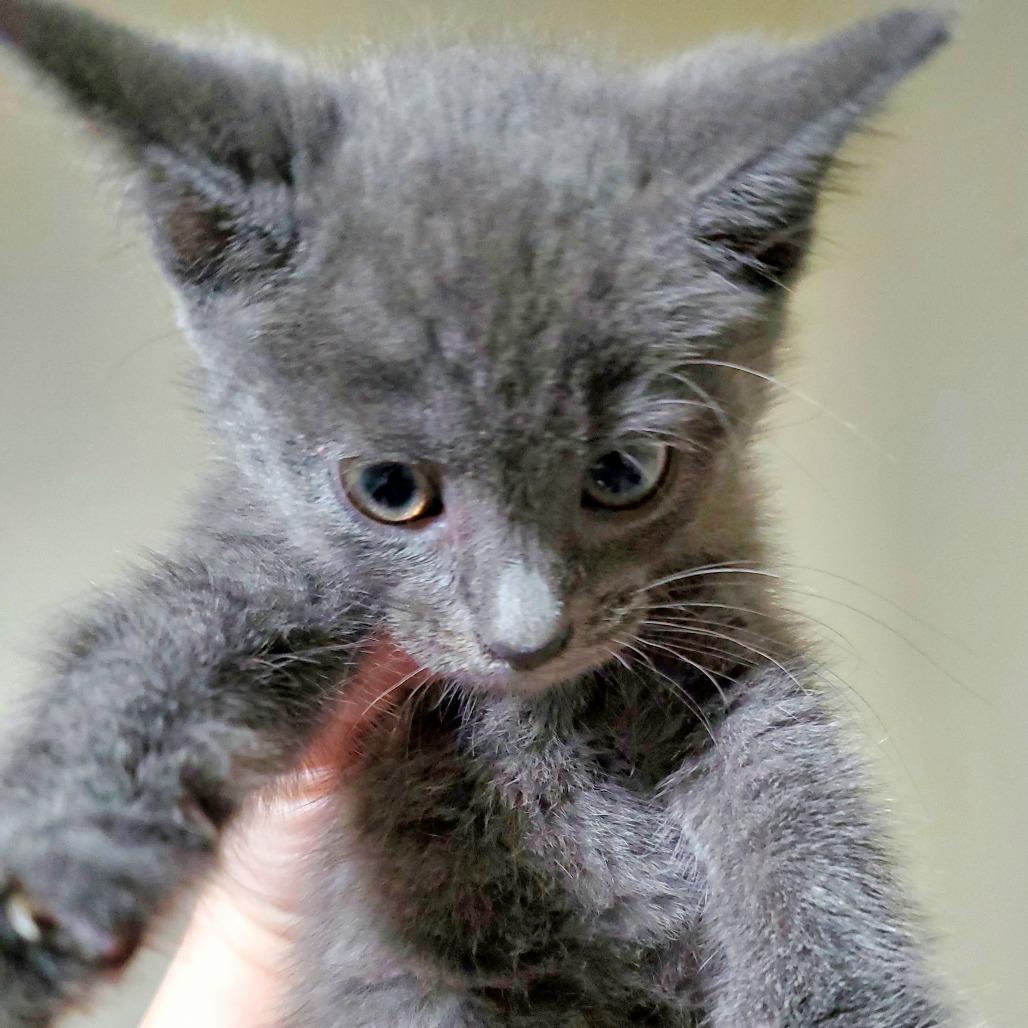 Nyra, Adoptable, Kitten Female Domestic Short Hair.