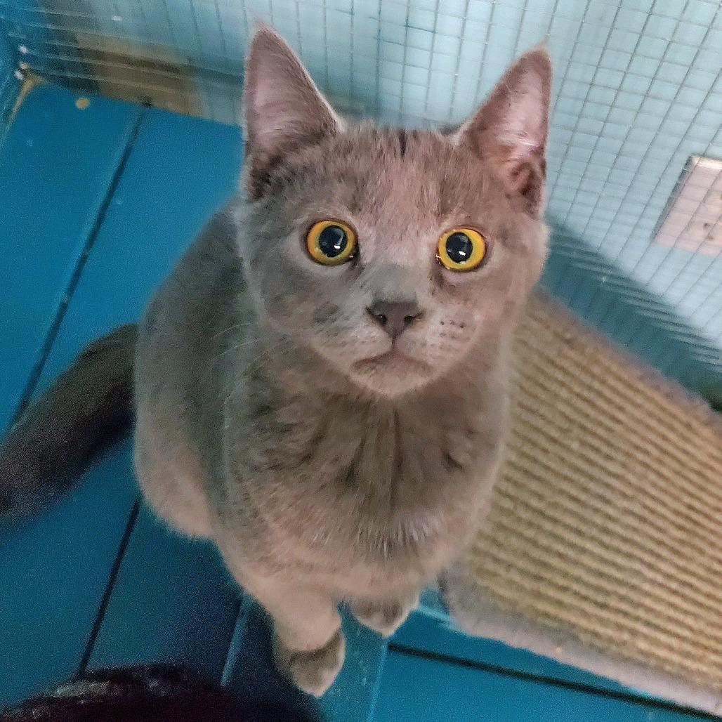 Enlarge Nyra, a Adoptable Domestic Short Hair in PITTSBURGH, PA image 2/3