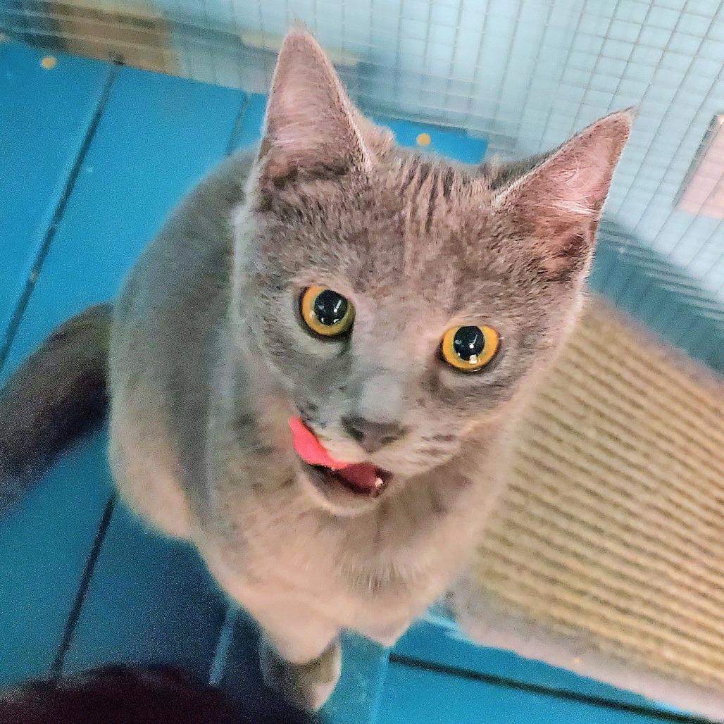 Enlarge Nyra, a Adoptable Domestic Short Hair in PITTSBURGH, PA image 3/3