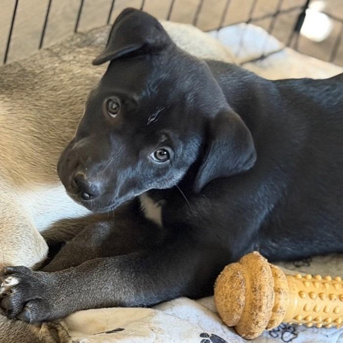 Rosie, Adoptable, Puppy Female Husky & Labrador Retriever.