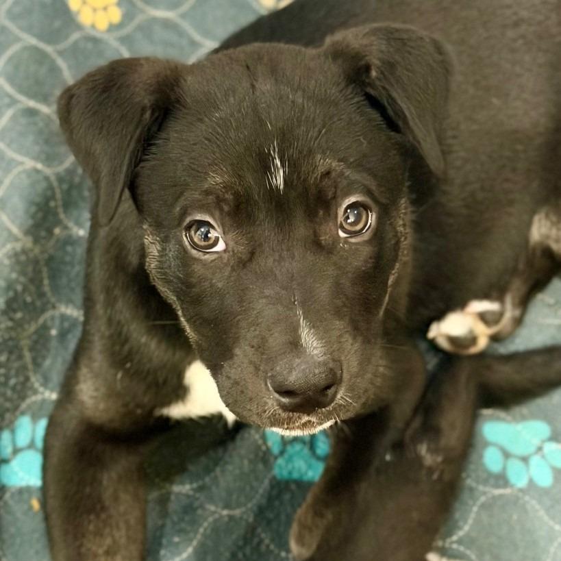 Enlarge Rosie, a Adoptable mixed breed in Silver Spring, MD image 2/4