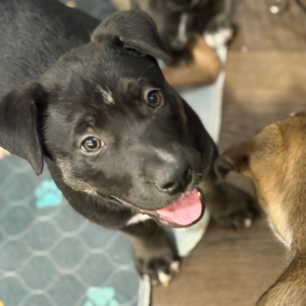 Enlarge Rosie, a Adoptable mixed breed in Silver Spring, MD image 3/4