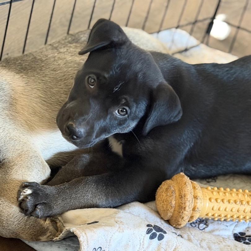 Enlarge Rosie, a Adoptable mixed breed in Silver Spring, MD image 4/4
