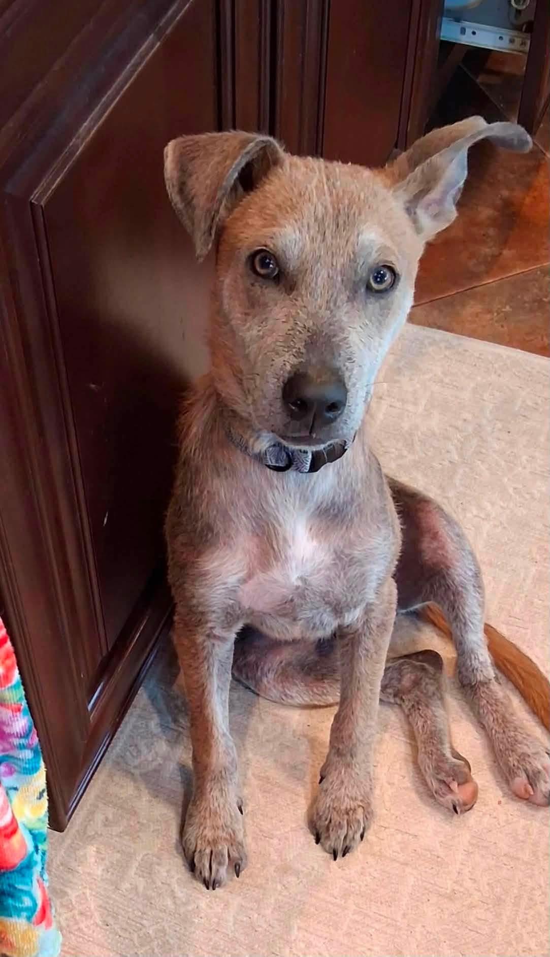 Landry, a ADOPTABLE mixed breed in Youngstown, OH image 4/4