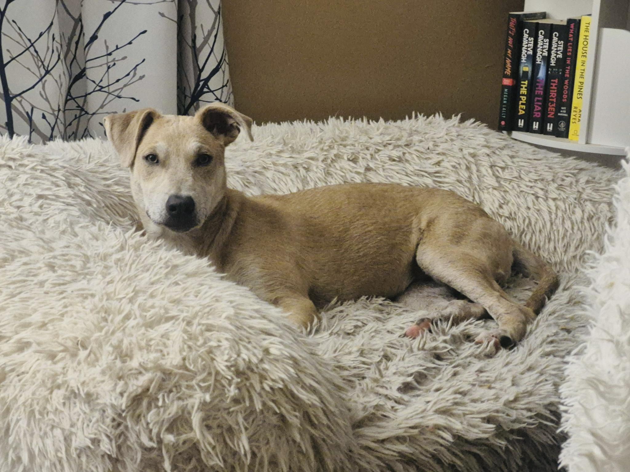 Landry, adopted, Puppy Male Whippet.