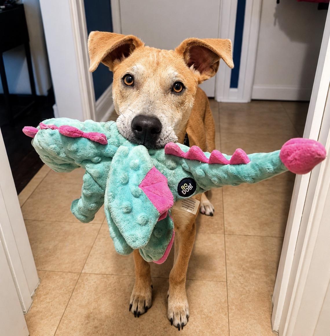 Landry, a ADOPTABLE mixed breed in Youngstown, OH image 2/4
