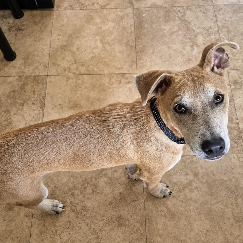 Landry, a ADOPTABLE mixed breed in Youngstown, OH image 1/4