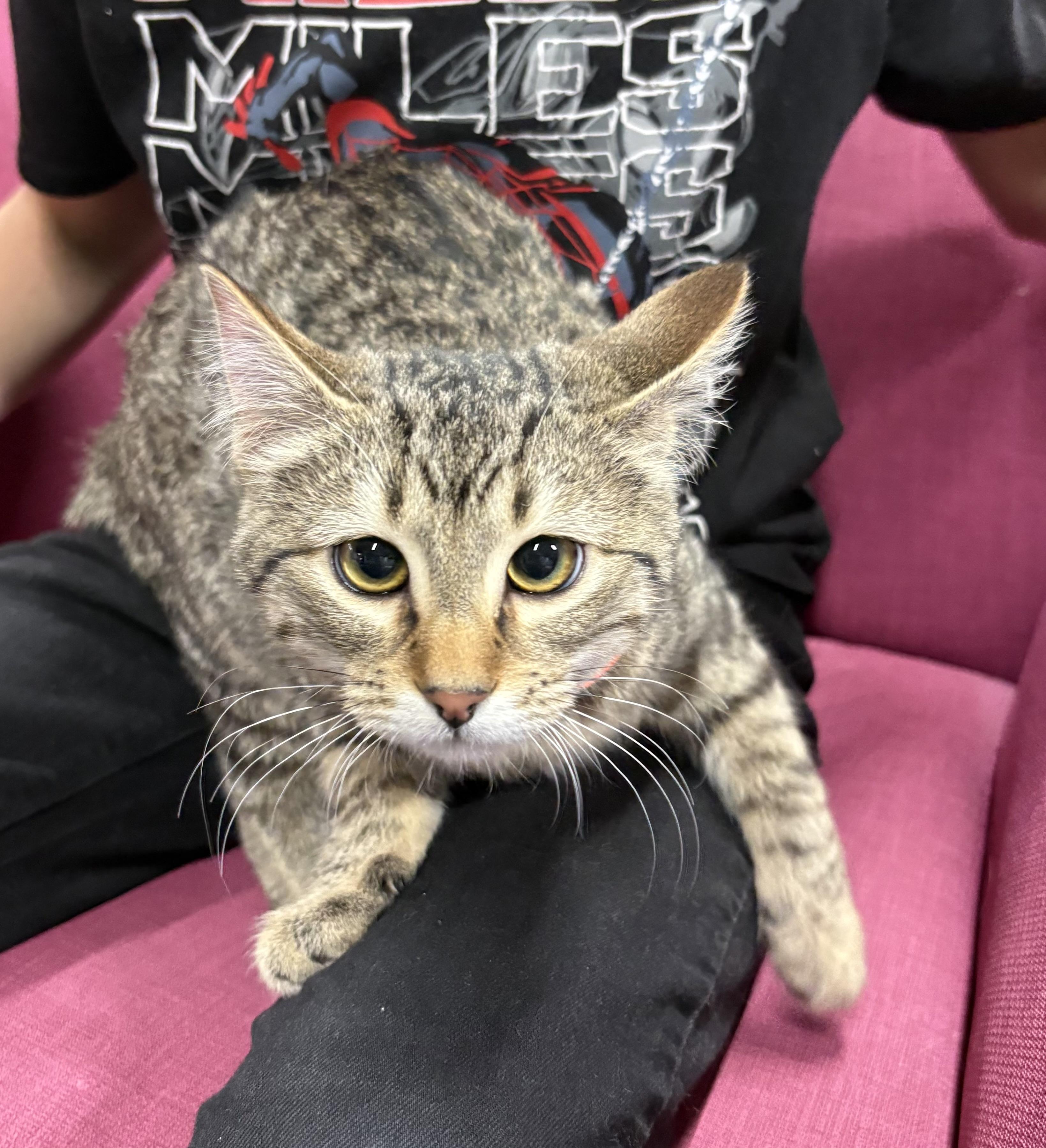 Enlarge Angel, a ADOPTABLE Domestic Short Hair in Faribault, MN image 1/2