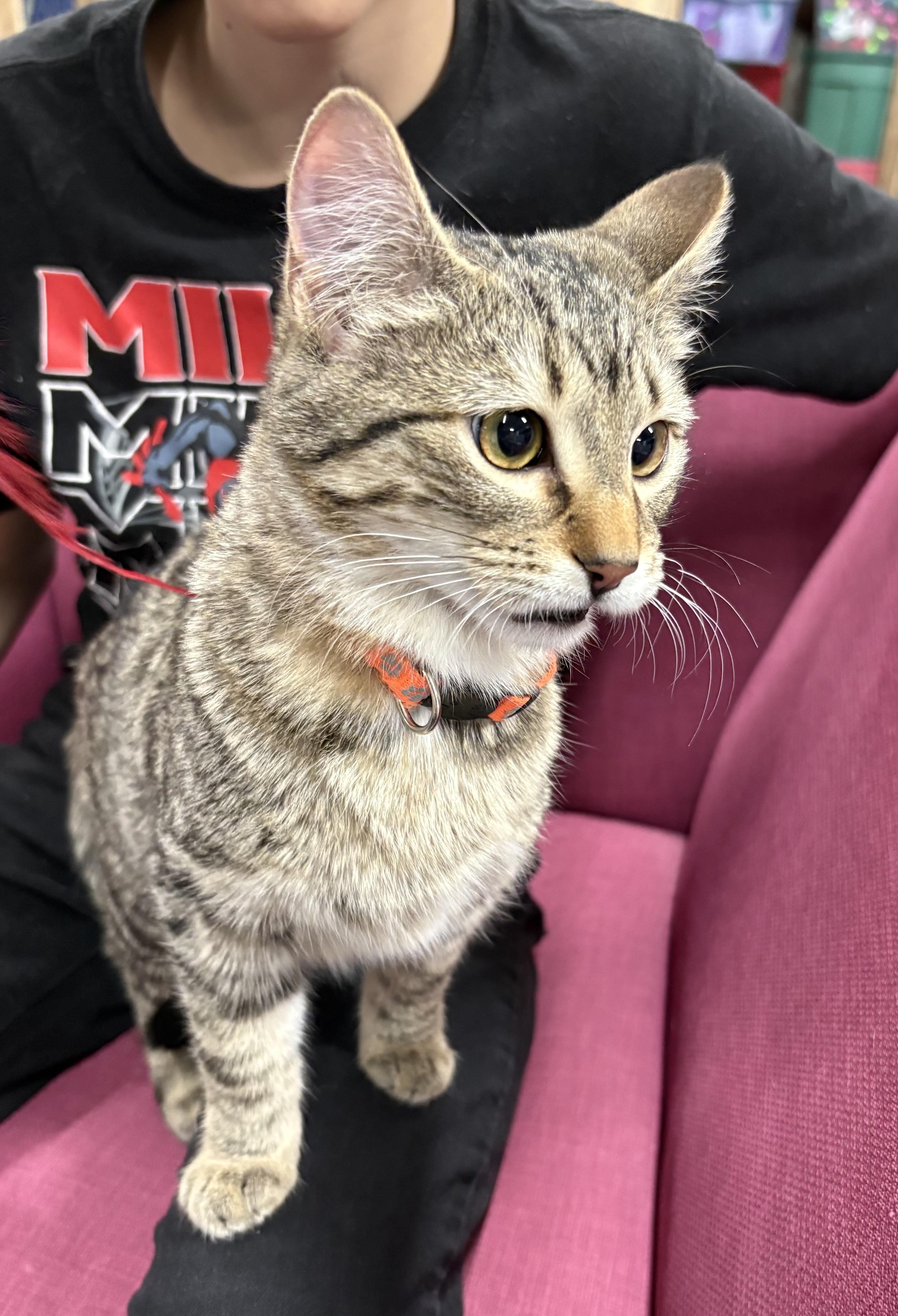 Enlarge Angel, a ADOPTABLE Domestic Short Hair in Faribault, MN image 2/2