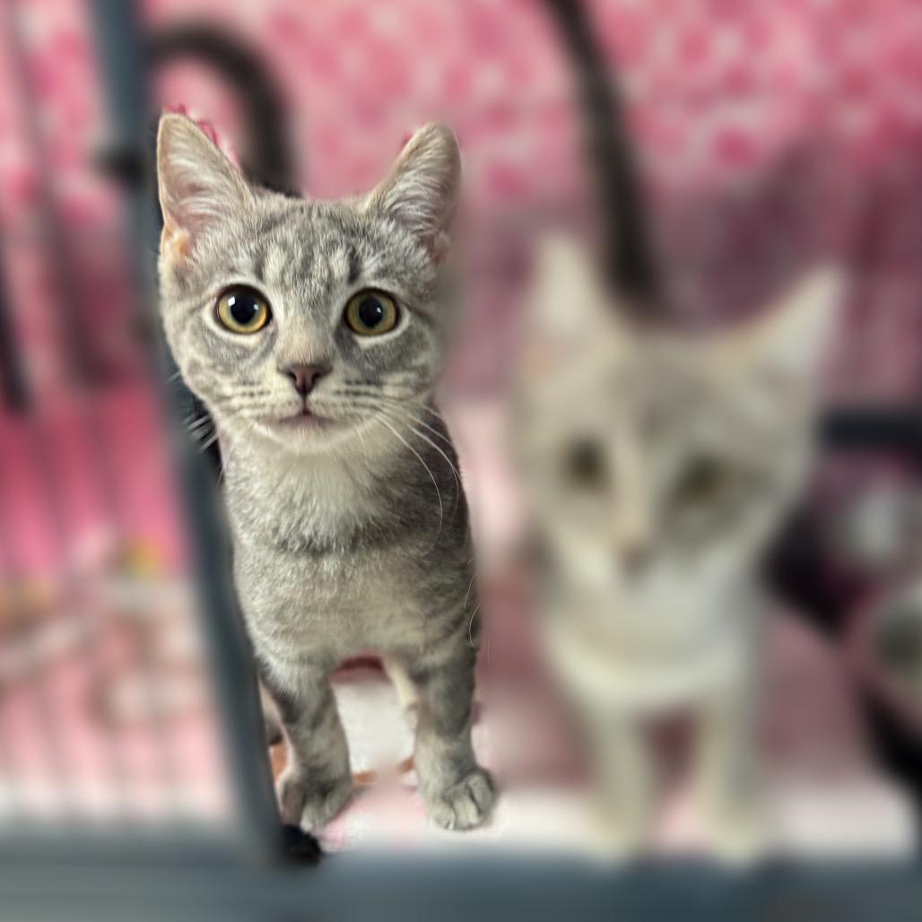 Pewter — thumbnail 2