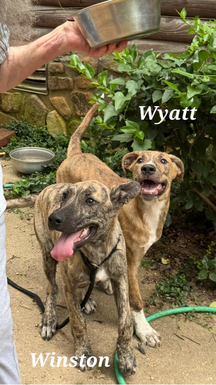 Wyatt