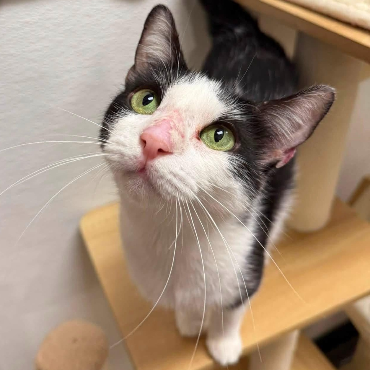 Enlarge Donut, a ADOPTABLE Domestic Short Hair in Chandler, AZ image 3/3