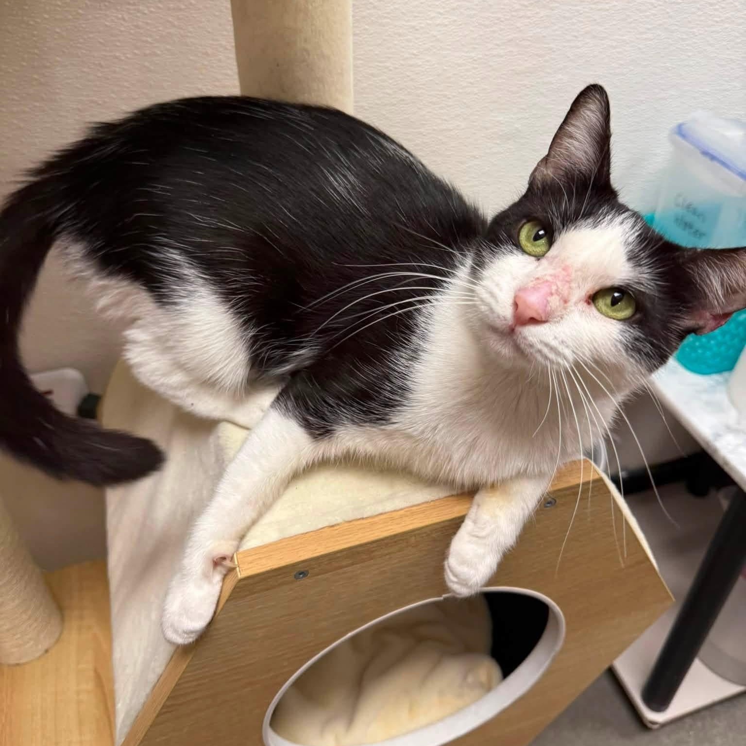 Enlarge Donut, a ADOPTABLE Domestic Short Hair in Chandler, AZ image 2/3