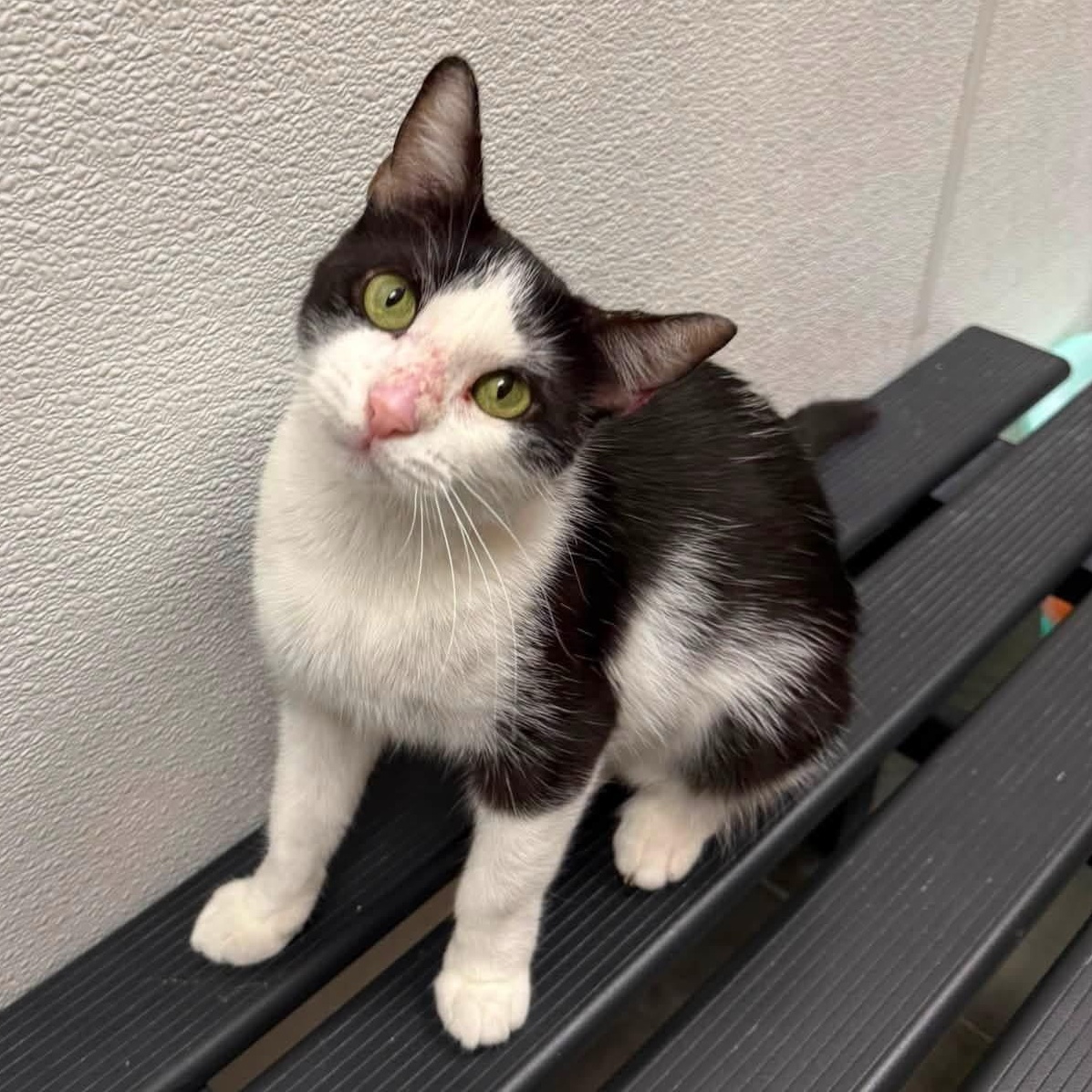 Enlarge Donut, a ADOPTABLE Domestic Short Hair in Chandler, AZ image 1/3