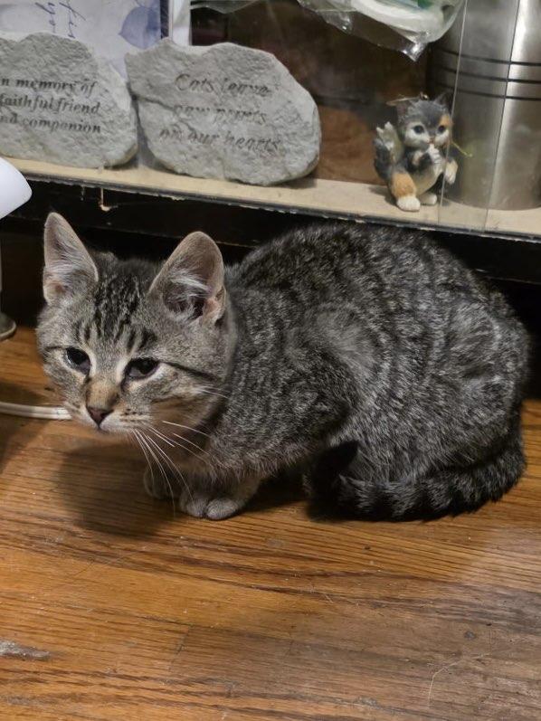 Enlarge The Frozen Seven-Angel, an adopted Domestic Medium Hair in Charles City, IA image 4/4