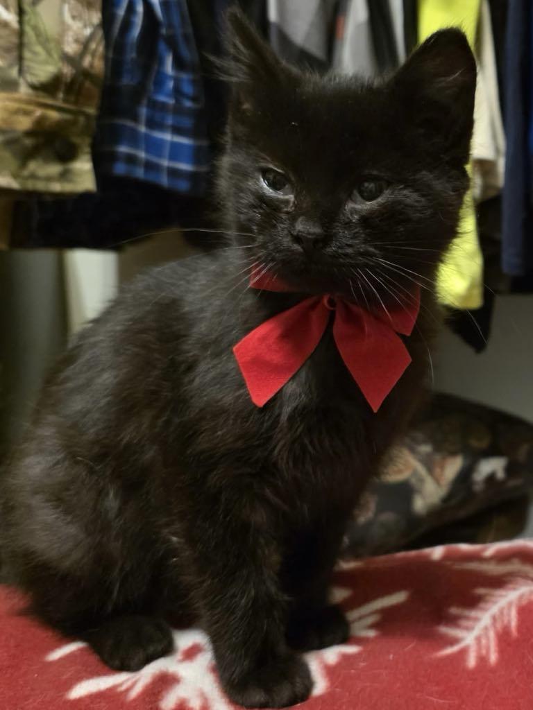 Enlarge The Frozen Seven-Angel, an adopted Domestic Medium Hair in Charles City, IA image 1/4