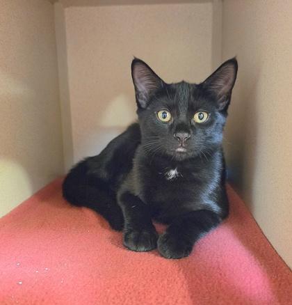 Enlarge Leia, a Adoptable mixed breed in New Hope, PA image 1/3