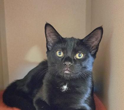 Enlarge Leia, a Adoptable mixed breed in New Hope, PA image 3/3