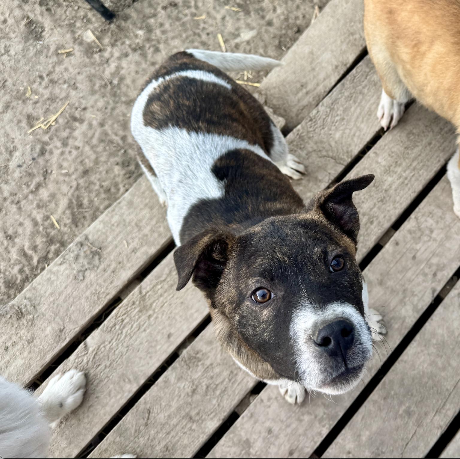 Enlarge Wiggles, a ADOPTABLE mixed breed in Wilsall, MT image 1/1