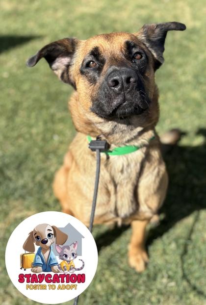 Enlarge Candy, a Adoptable mixed breed in Phoenix, AZ image 1/3