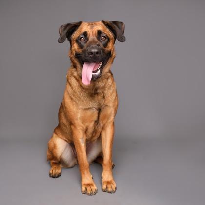 Enlarge Candy, a Adoptable mixed breed in Phoenix, AZ image 1/3