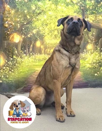 Enlarge Candy, a Adoptable mixed breed in Phoenix, AZ image 2/3