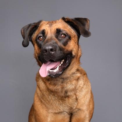 Enlarge Candy, a Adoptable mixed breed in Phoenix, AZ image 2/3