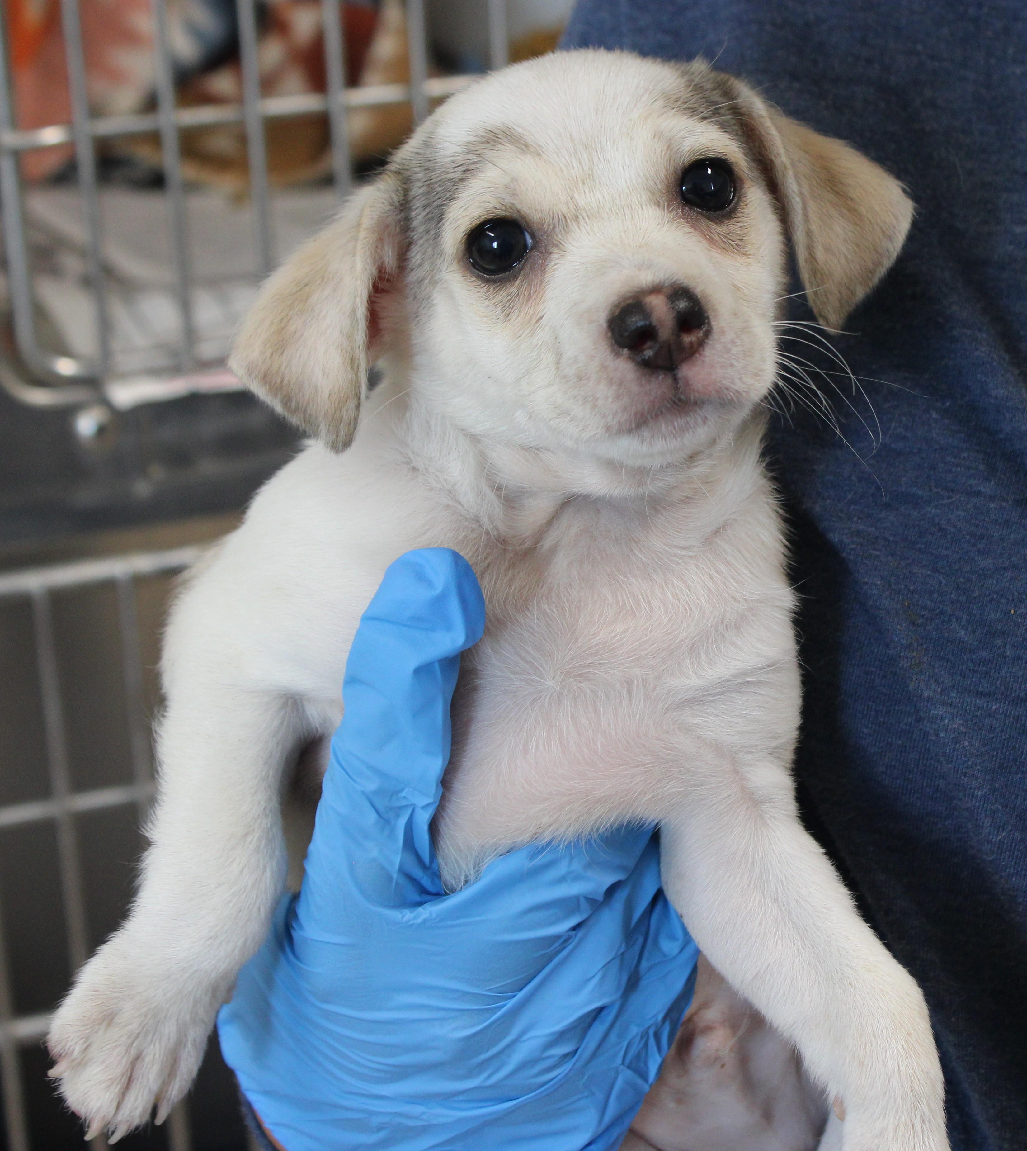 Enlarge CIDER, a Adoptable mixed breed in Wasco, CA image 2/3