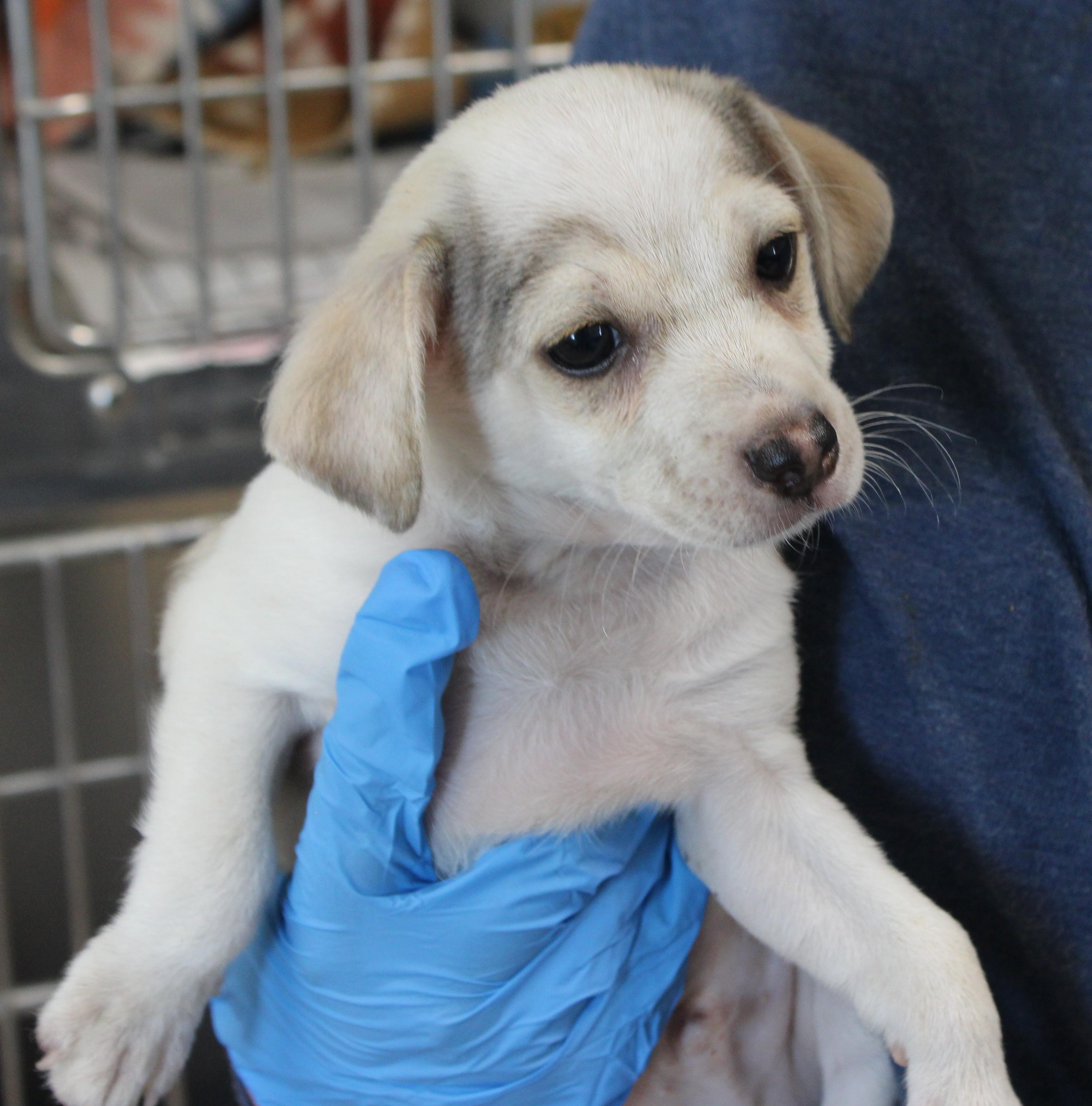 CIDER, Adoptable, Puppy Male Chihuahua.