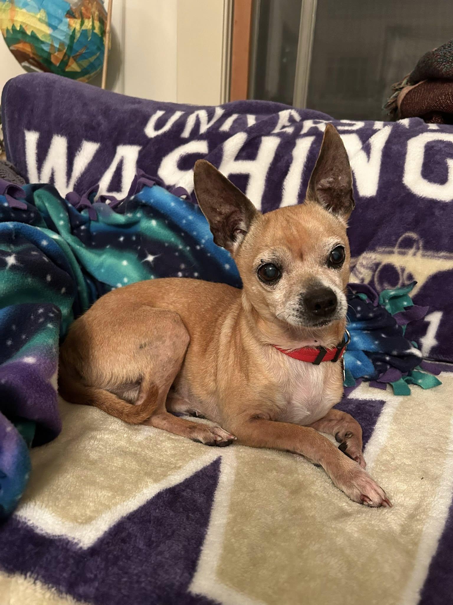 Enlarge Brewster, a ADOPTABLE mixed breed in Covington, WA image 2/6